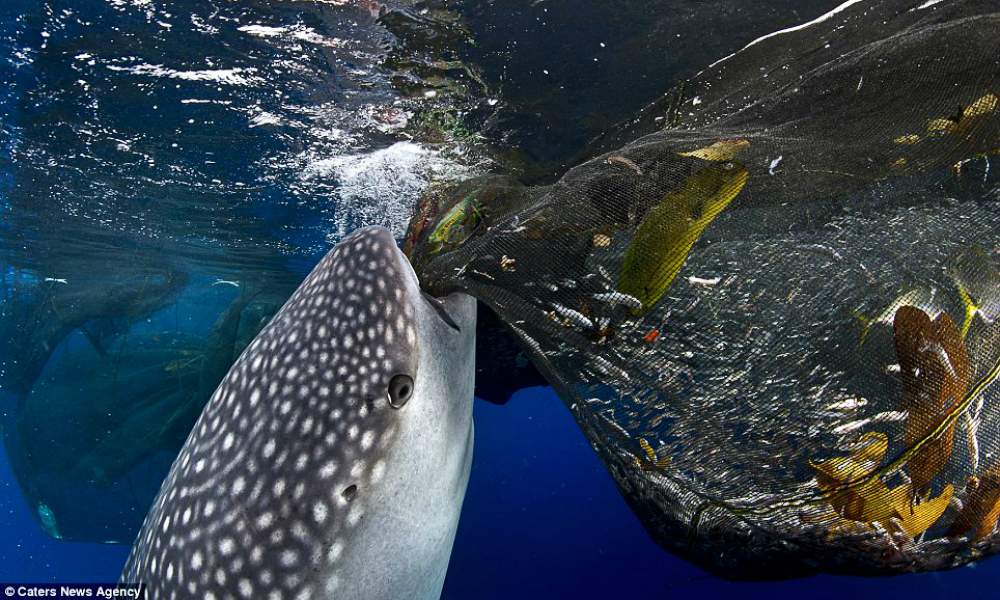 That's One Smart Whale! Whale Shark Sucks Fish Out Of A Fishing Net