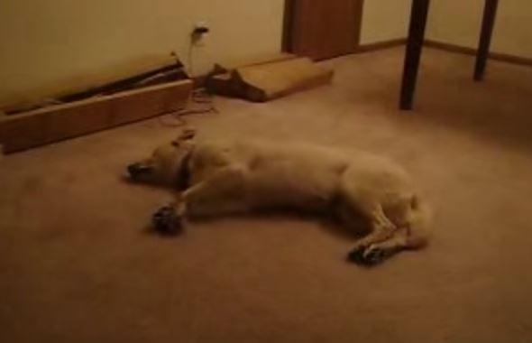 Dreaming Dog Is Chasing Something In His Sleep | KpopStarz