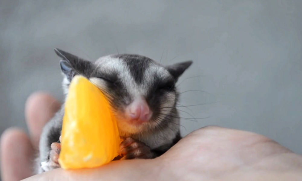 Cuteness Overload! Adorable Sugar Glider Falls Asleep While Eating An