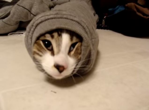 Hilarious Kitten Stuck In Sweater Sleeve | KpopStarz