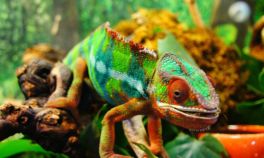 How And Why Do Chameleons Change Color? | KpopStarz