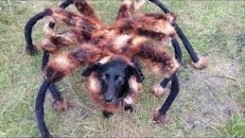 spider dog