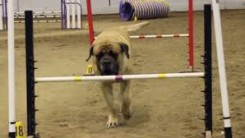 mastiff