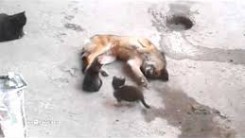 mother cat and kittens and friend