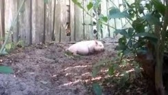 pig