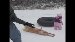 dog slides