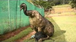 emu