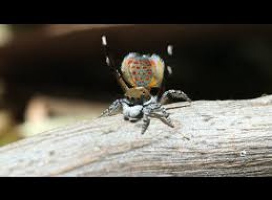 peacock spider