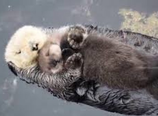 sea otter