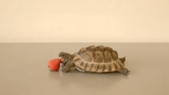 tortoise