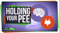 holding your pee