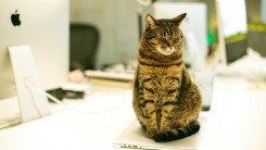 What Should You Do When Your Cat Teared Your Paperwork