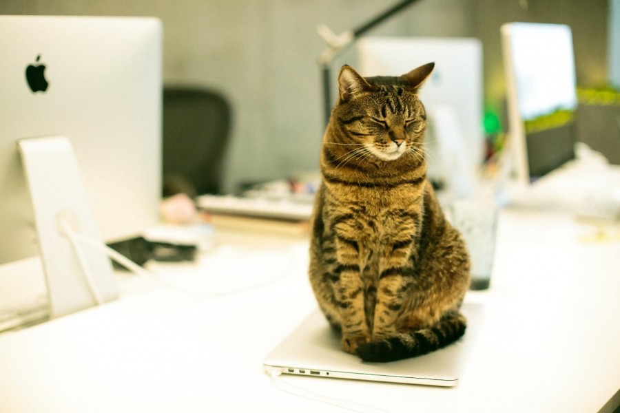 What Should You Do When Your Cat Teared Your Paperwork