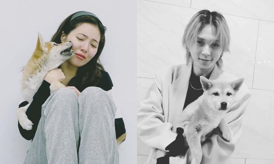 Hyuna and Dawn Forms A New Family As They Adopted A Rescue Dog