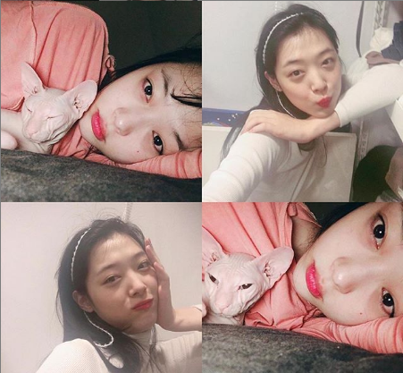 Sulli S Best Friend Kim Sun Ah Adopts The Late K Pop Star S Cat Kpopstarz