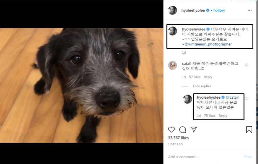 Lee Hyo-ri Looks for Someone to Adopt an Abandoned Dog