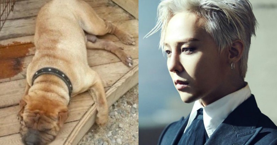 G-Dragon Under Fire For Allegedly Neglecting His Dogs