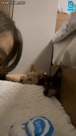 TWICE Member Tzuyu Warms Netizens Hearts After Fostering Two Dogs
