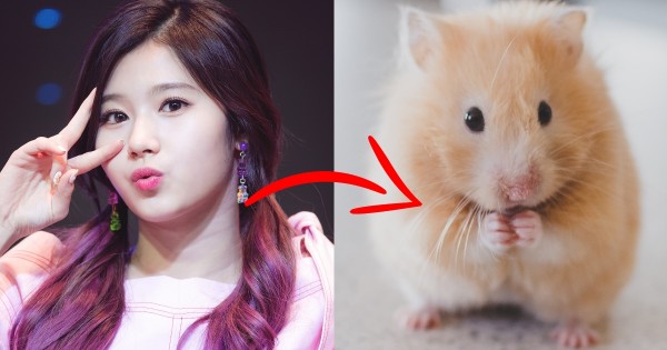 These 5 Popular K-Pop Idols are Known for Their Hamster-like Visuals