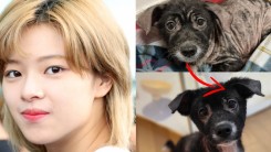 TWICE Jeongyeon Warms Hearts After Seeing Better Condition of an Abandoned Dog She's Temporarily Taking Care of Amid Hiatus