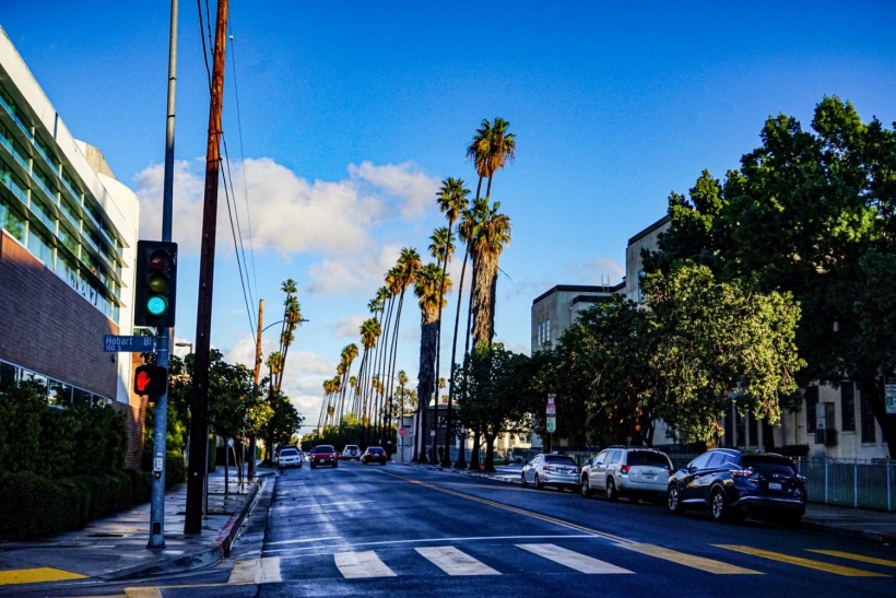 a city street with palm trees and traffic light