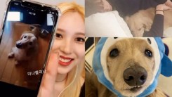 TWICE Mina Confirms Family Dog Ray's Passing + ONCEs in Mourning Over Idol's 'Best Boi'