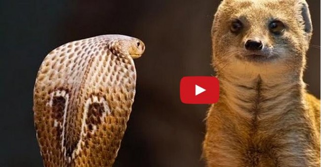 The Best Fight of Cobra Vs Mongoose : Trendz : KpopStarz